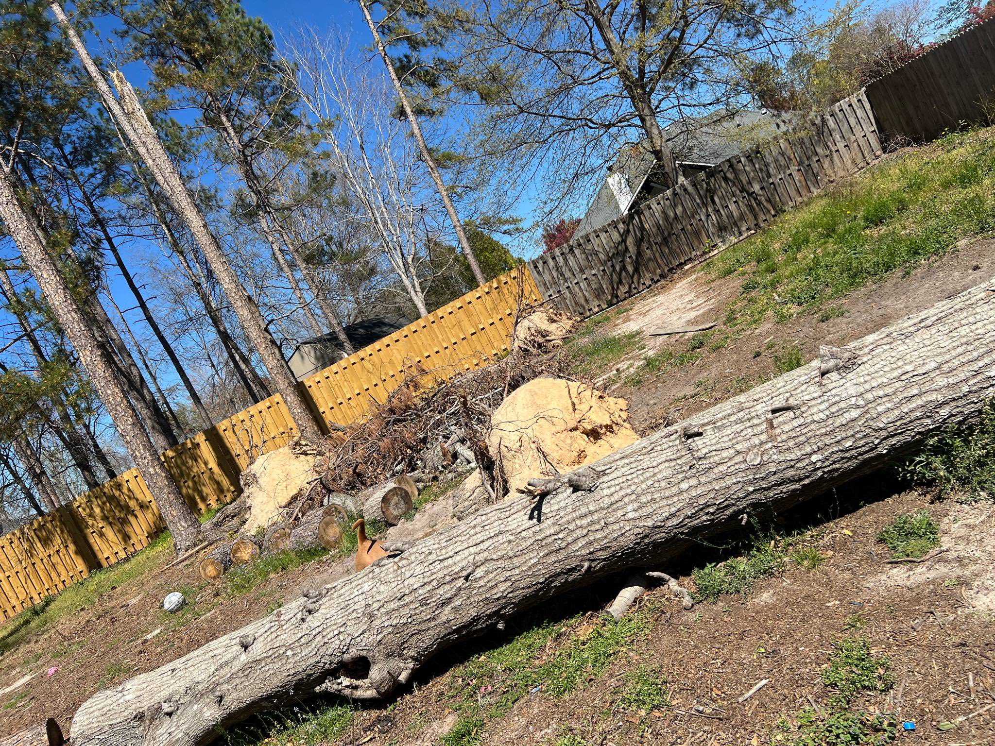 Professional tree removal services in Augusta GA
